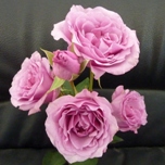 Elba Rose ramifie d'Equateur